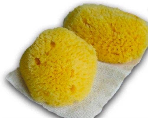 Natural Sea Sponges Are Not A Safe Alternative To Tampons, Science