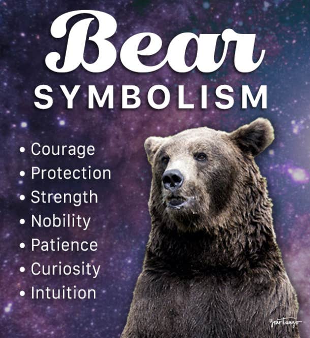 Bear Symbolism  Meaning  Spirit Totem  Power Animal