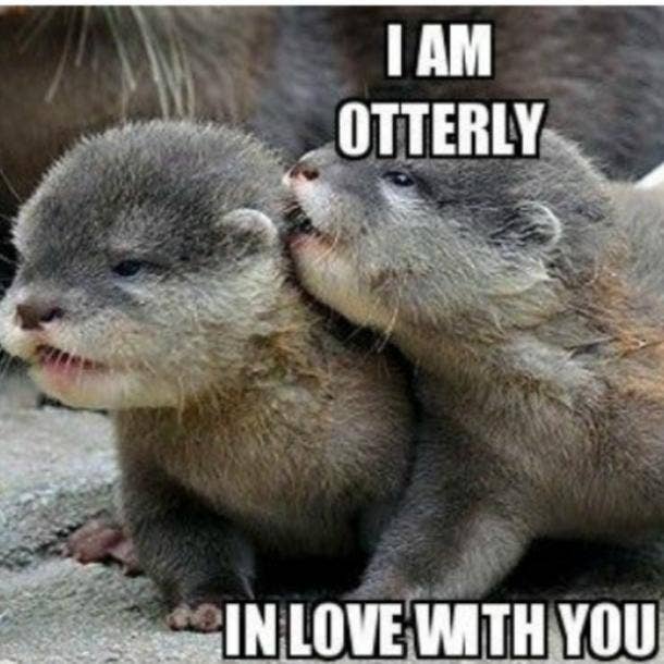 100 Best I Love You Memes That Are Cute Funny Romantic Yourtango