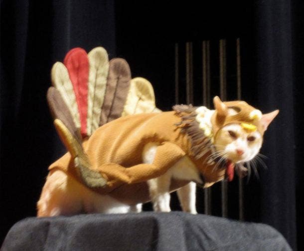 Turkey costume for outlet cat