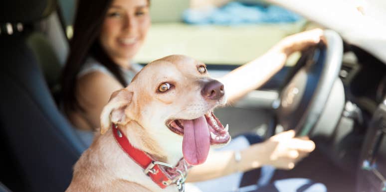 uber driver, dog 