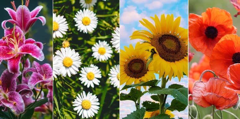 The Flower You Pick In This Test Reveals An Underlying Secret About Your Personality