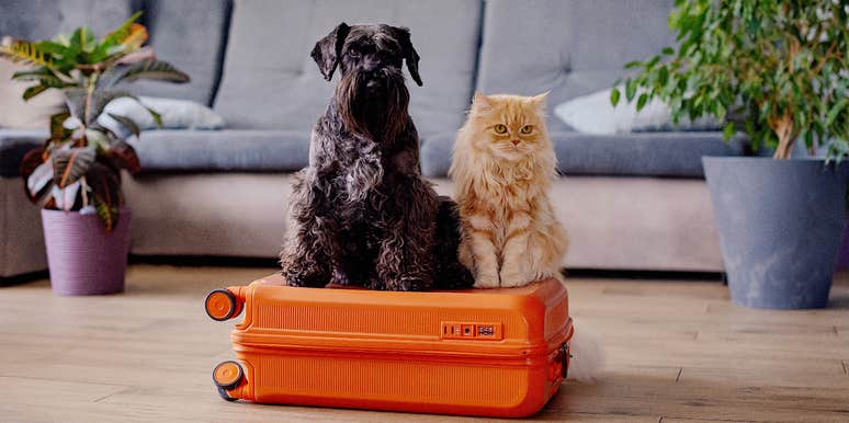 Cat and dog ready to get on a plane