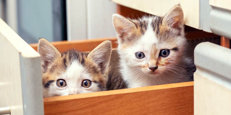 Kittens In A Drawer