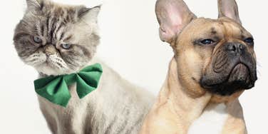 annoyed cat and dog