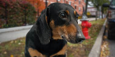 Disabled dog standing outside by a fire hydrant. 