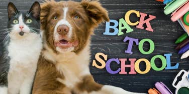 dog and cat stressed about back to school 