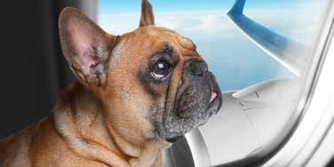 Dog on airplane