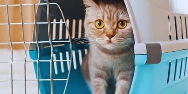 Cat in carrier at airport