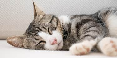 Cat sleeping