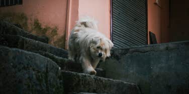 dog running outside greet person loves most