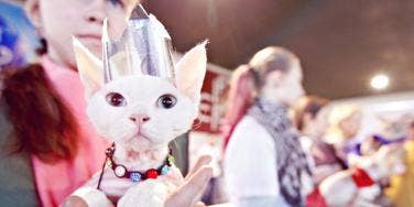 White cat hotsell halloween costume