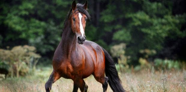 620px x 309px - Horse Symbolism & Spiritual Meanings Of Horse Spirit Animal | YourTango