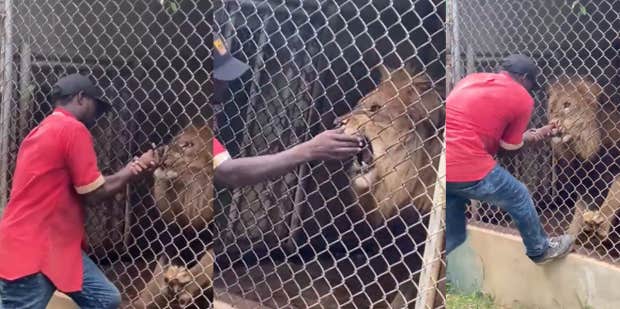 620px x 309px - Video Captures Jamaica Zoo Lion Biting Zookeeper's Finger Off | YourTango