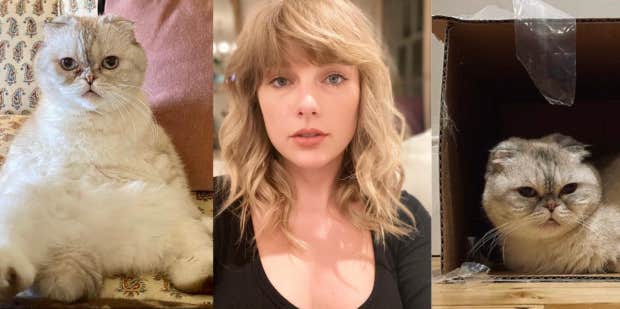 How One Of Taylor Swift's Cats Allegedly Accumulated A Net Worth Of $97 Million