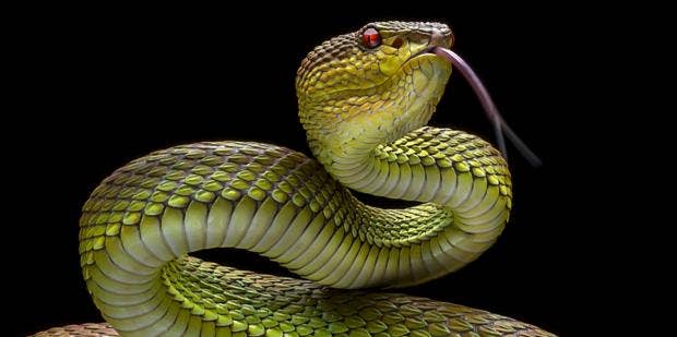 Black Snake Black Couple Sex - Snake Symbolism & Spiritual Meanings Of Seeing Snakes | YourTango