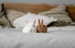 2 rabbits sitting on a bed