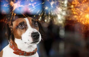 Dog scared of fireworks